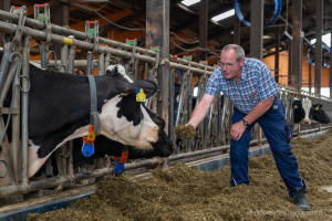 Landwirt Stefan Fiedler füttert symbolisch eine Kuh in einem seiner Ställe.