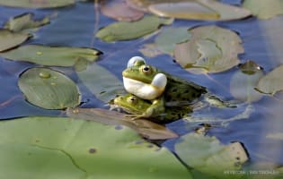 Die Wasserfroesche in einem Teich im Meggerwald bei Meggen feiern am Dienstag, 22. Mai 2007, Hochzeit und praesentieren sich auf den Seerosenblaettern.
