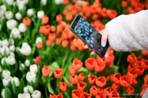 Eine Frau fotografiert während des Eröffnungsrundgangs zum Beginn der 90. Internationalen Grünen Woche an Stand der Niederlande Tulpen.