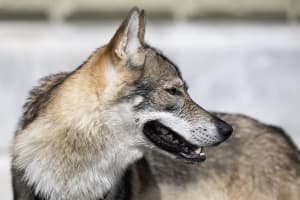 Ein Tschechischer Wolfshund wohnt der Einreichung einer Petition gegen den Wolfsabschuss bei, am Donnerstag, 28. September 2023, in Bern.