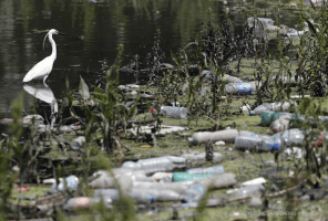 A white heron stands between dumped plastic bottles and waste on the bank of the river Sava on World Environment Day, in Belgrade, Serbia, Friday, June 5, 2020.