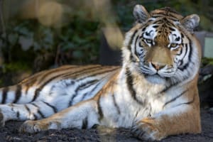 Tigerdame Irina posiert im Zoo Zürich.