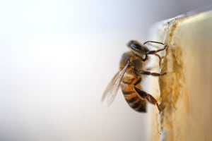 Eine Biene die gerade Honig herstellt. 