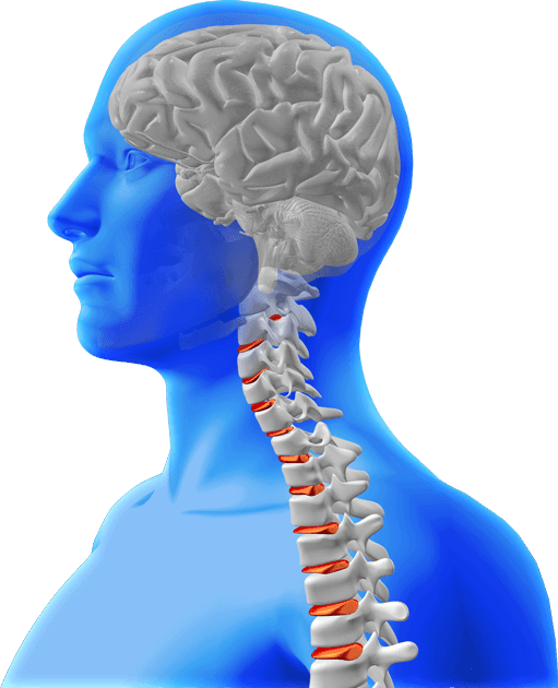 brain-spine-3d1 brain-spine-3d1