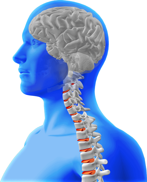 brain-spine-3d1 brain-spine-3d1