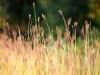 Gallerybild 4