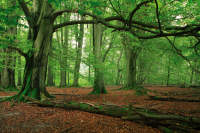 Wald 1