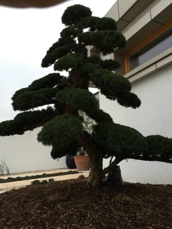 Bepflanzung dunkler Baum