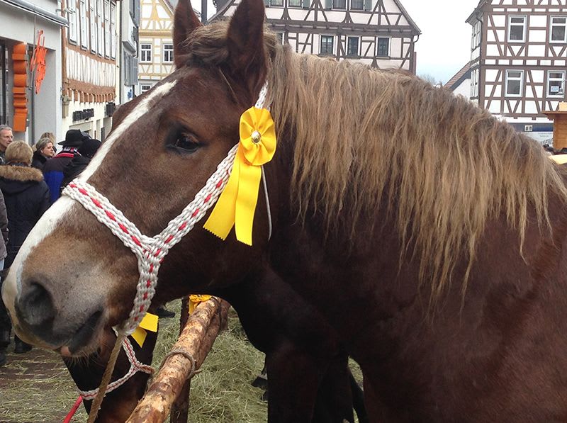 Pferd mit gelber Schleife