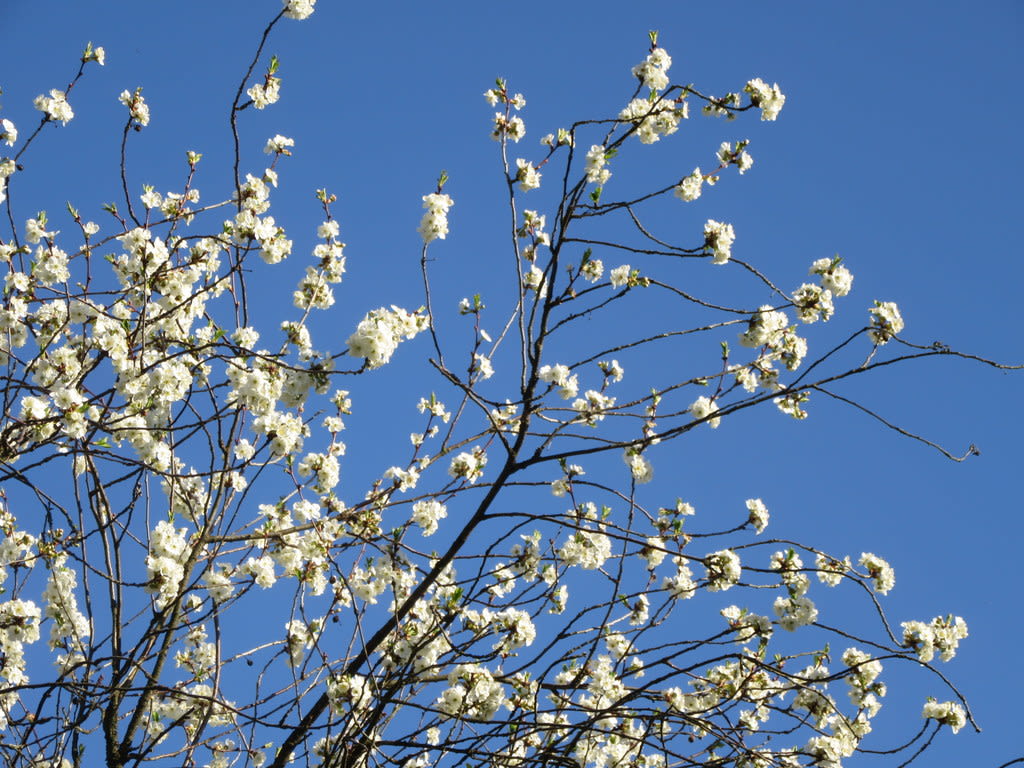 Blüten und Himmel