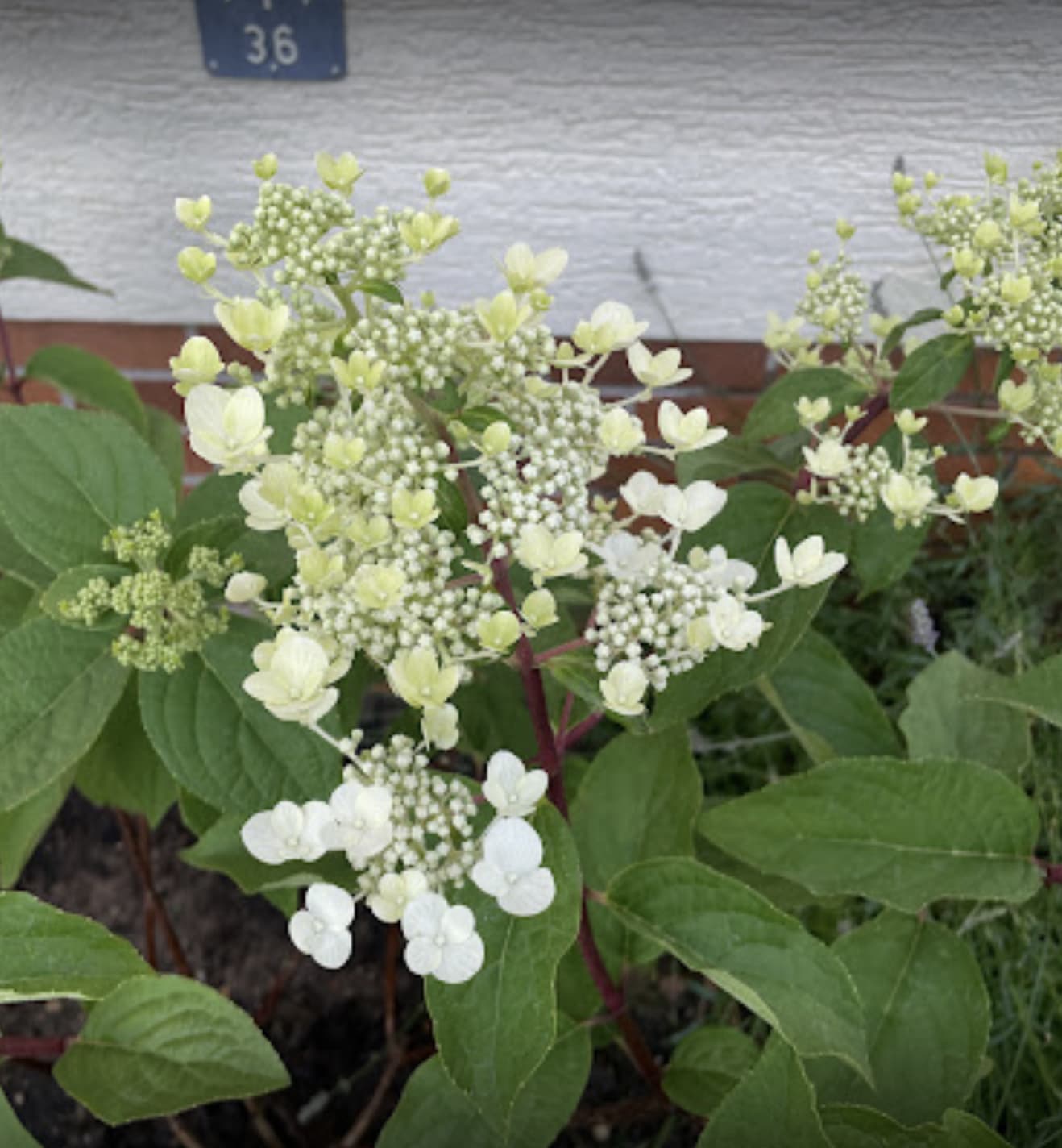 Hydrangea