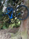 Bike Baum