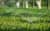 Sprinkler Bild