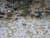 Schnee und Herbstlaub im Dezember 2022