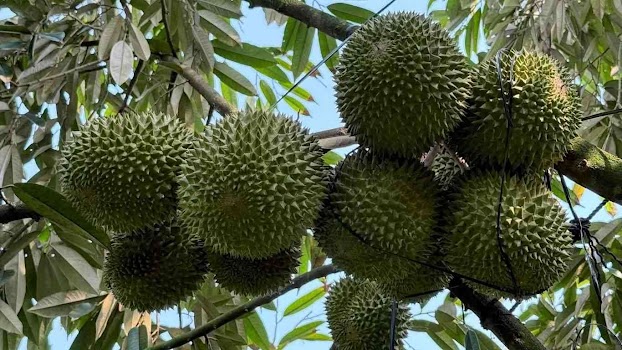 Làm sao để trái sầu riêng cơm dày, hạt lép, ai ăn cũng mê?