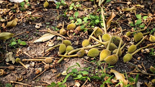 Vì sao sầu riêng đang nuôi trái lại đi đọt, cơm dễ sượng, ăn mất ngon?