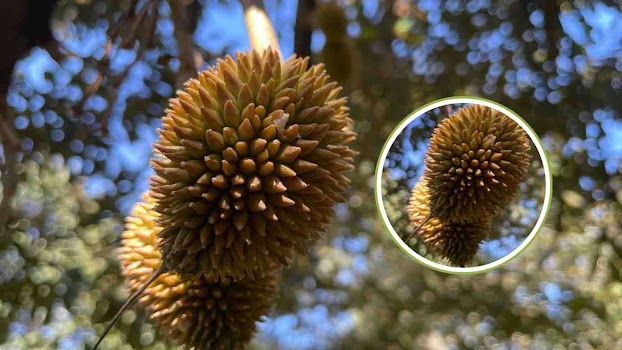 Trái sầu riêng bị đổ gai, méo mó: bí mật đằng sau ít ai ngờ tới