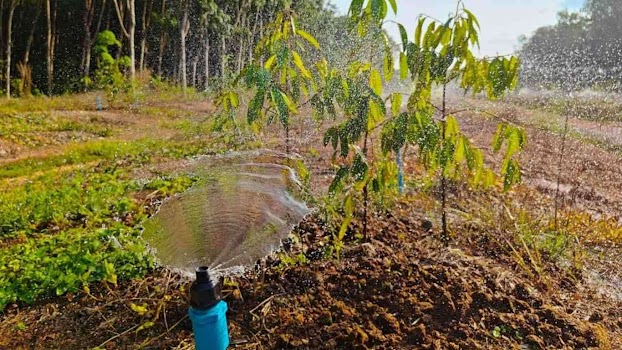 Sầu riêng muốn ngon từ gốc? Tất cả bắt đầu từ năm đầu tiên