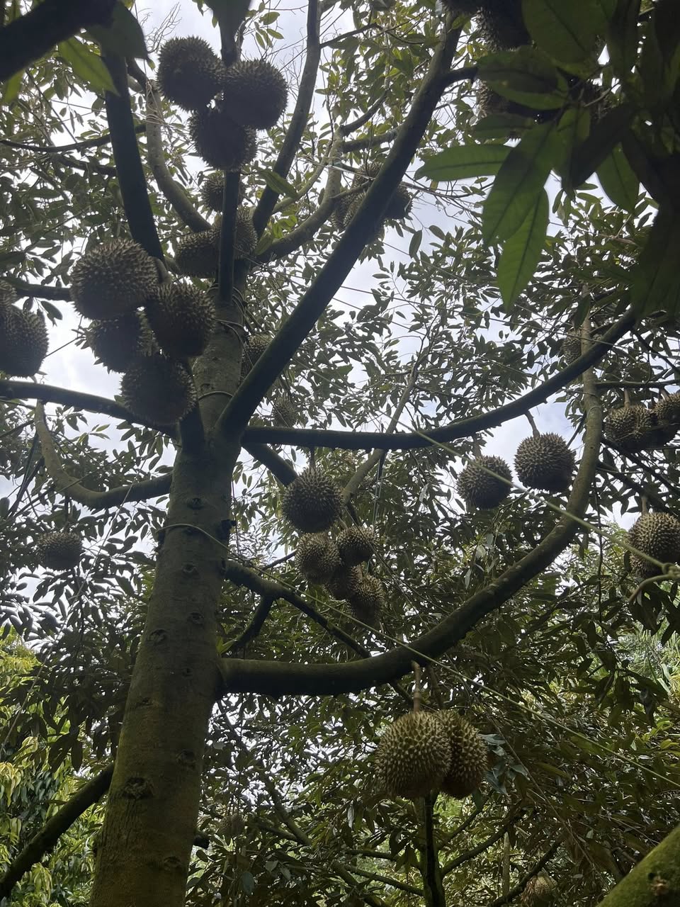 Sầu riêng đi đọt khi mang trái – Thách thức lớn trong chăm sóc vườn