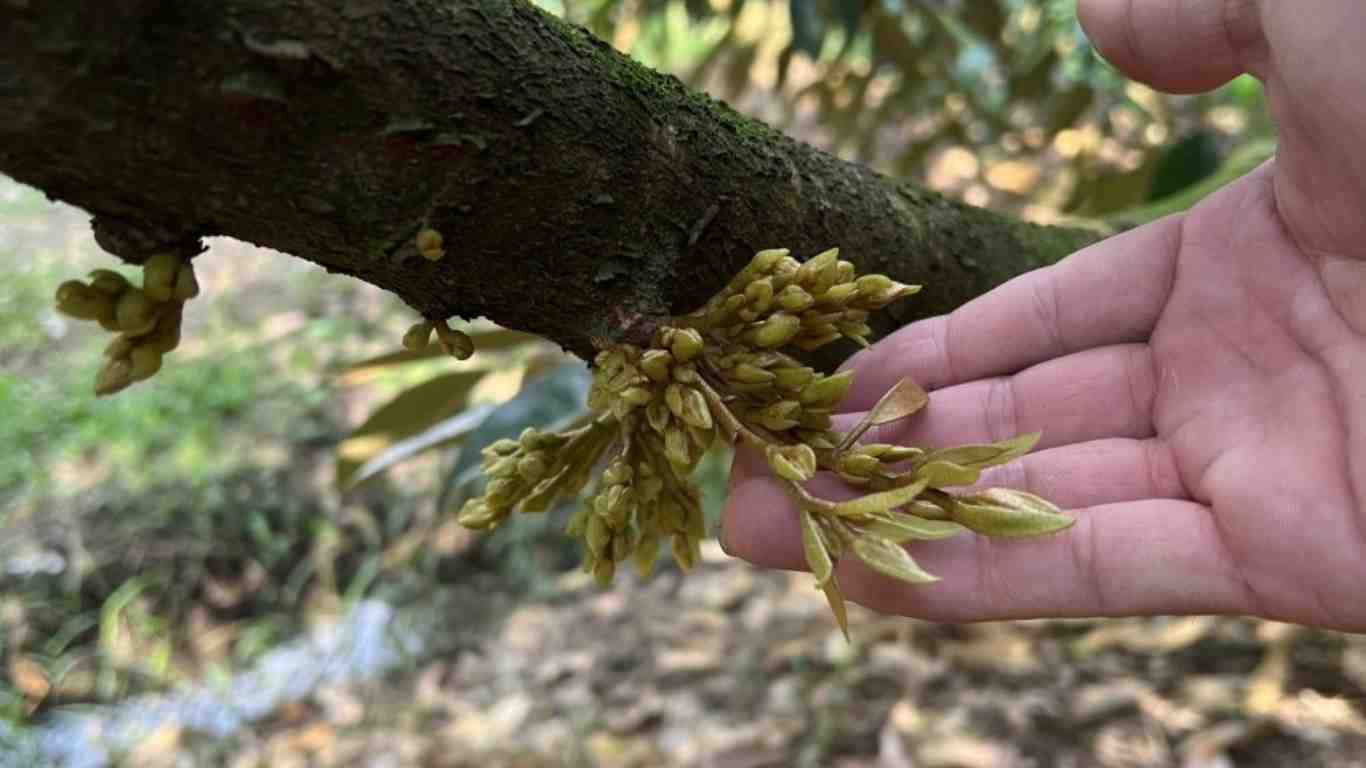 🌱 Giải pháp cho hiện tượng sầu riêng đi đọt khi đang tạo mầm 🌱