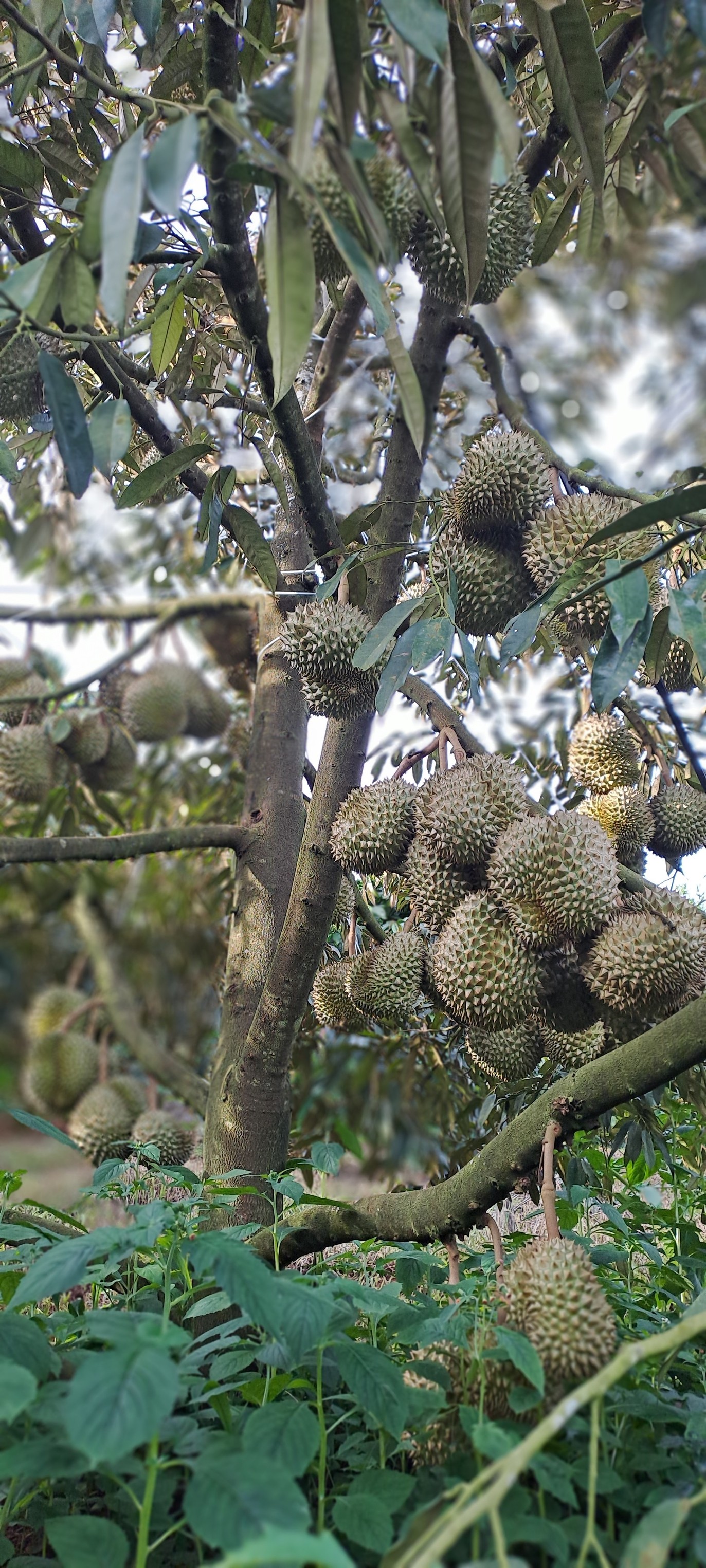 Bí mật bón phân cho sầu riêng đạt loại A