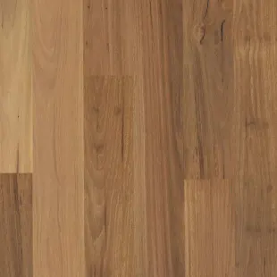 Blackbutt