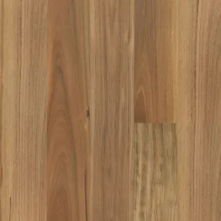 Blackbutt