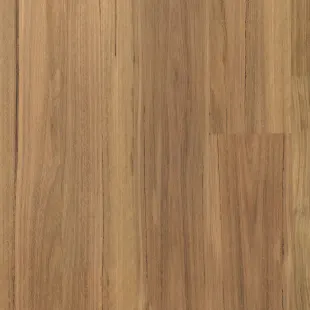 Blackbutt