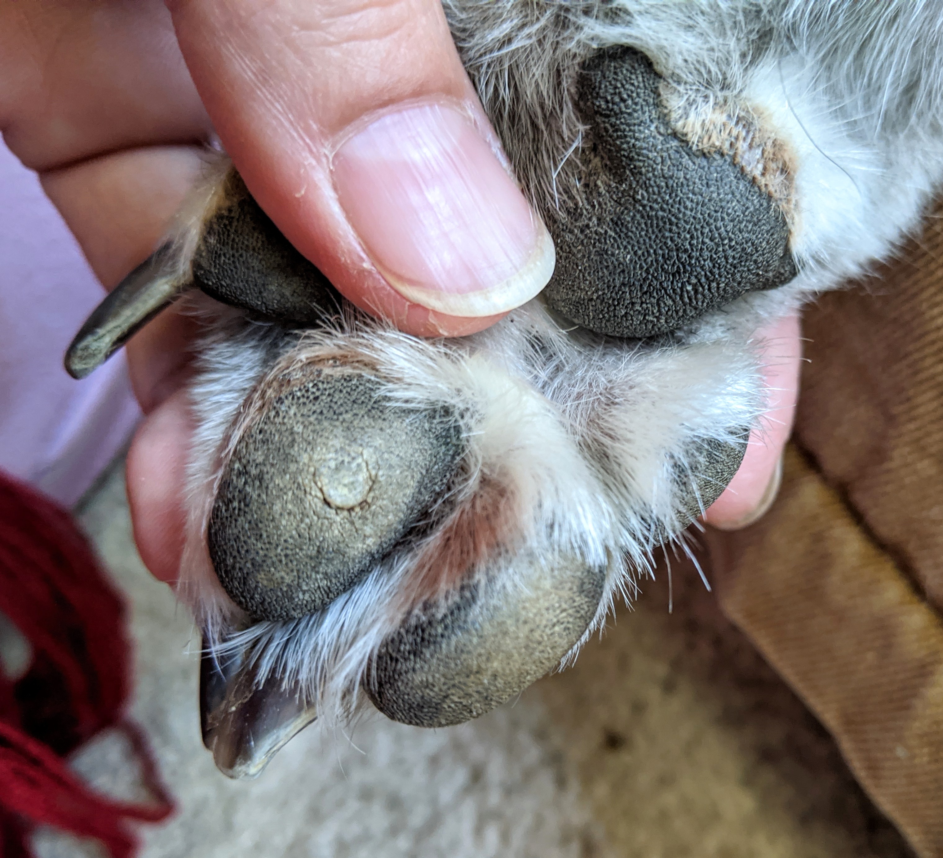 What Does A Corn Look Like On A Dog S Paw At Katie Mueller Blog