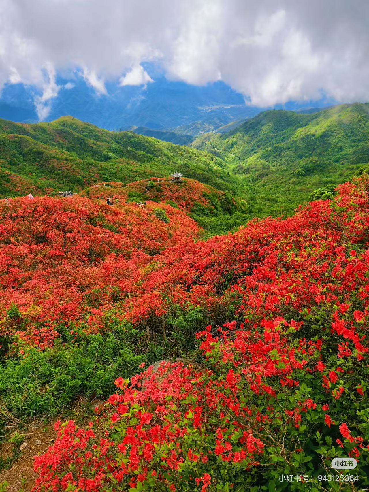 Red Maple and Azalea