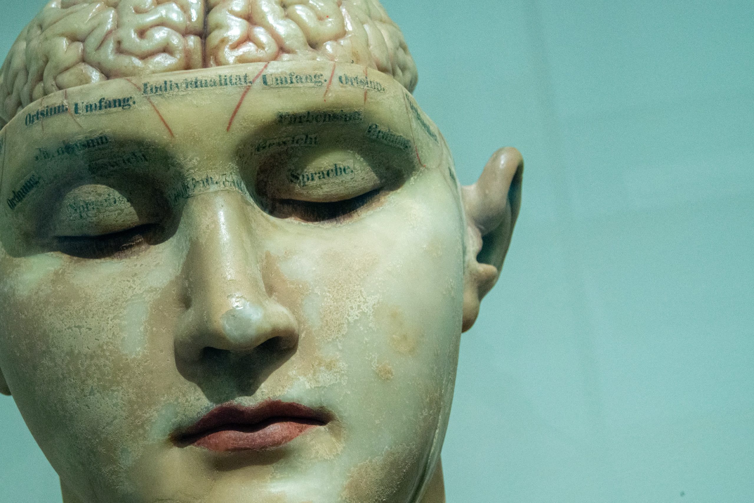 model head with an exposed brain