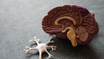 Psychology and Behavioral Sciences: Cross sectional model of the human brain.
