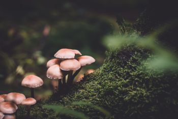 Natural Science Education: Mushrooms growing on a mossy long