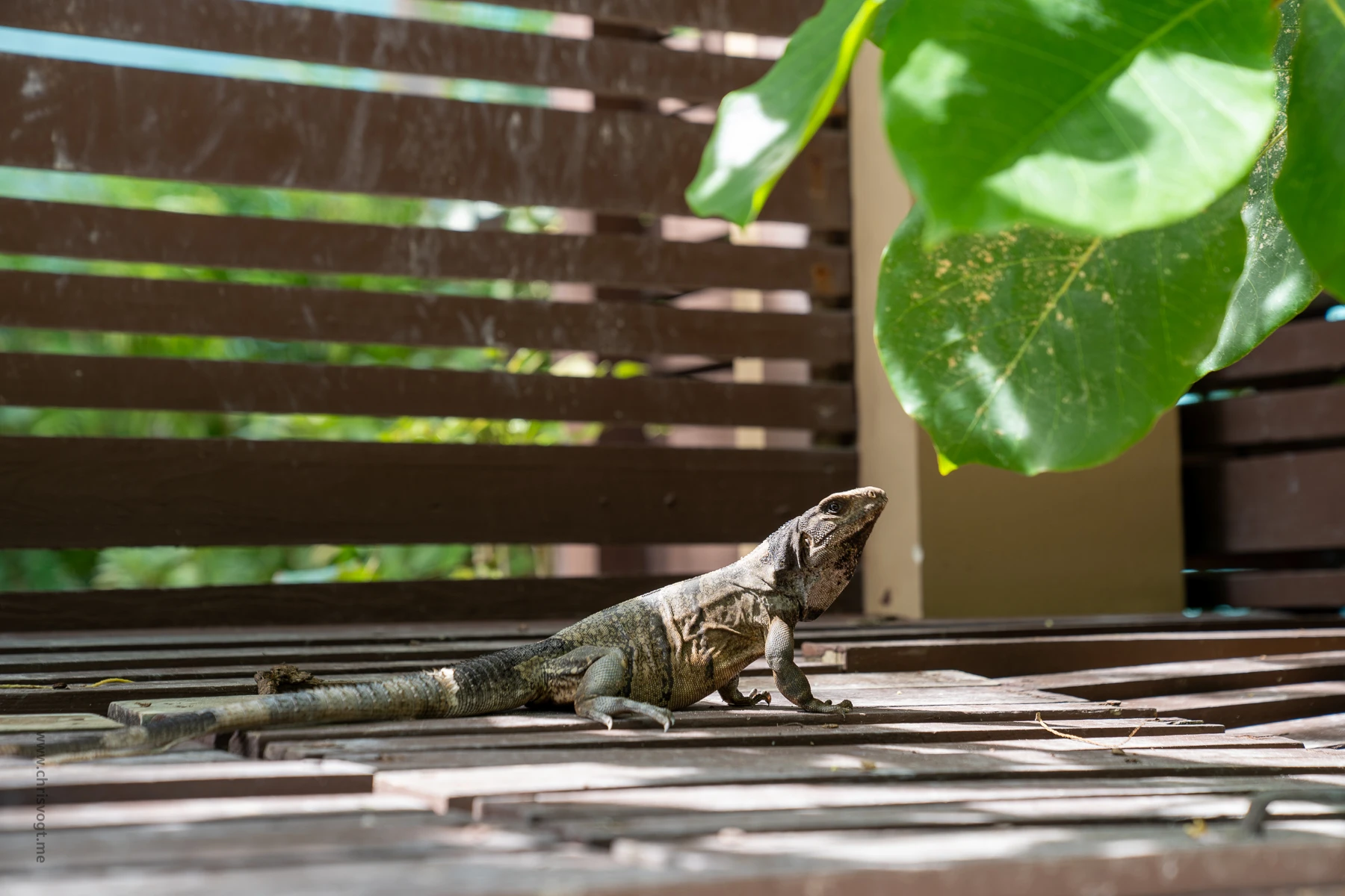 An iguana chilling on a structure near the Pelican Reef Villas.