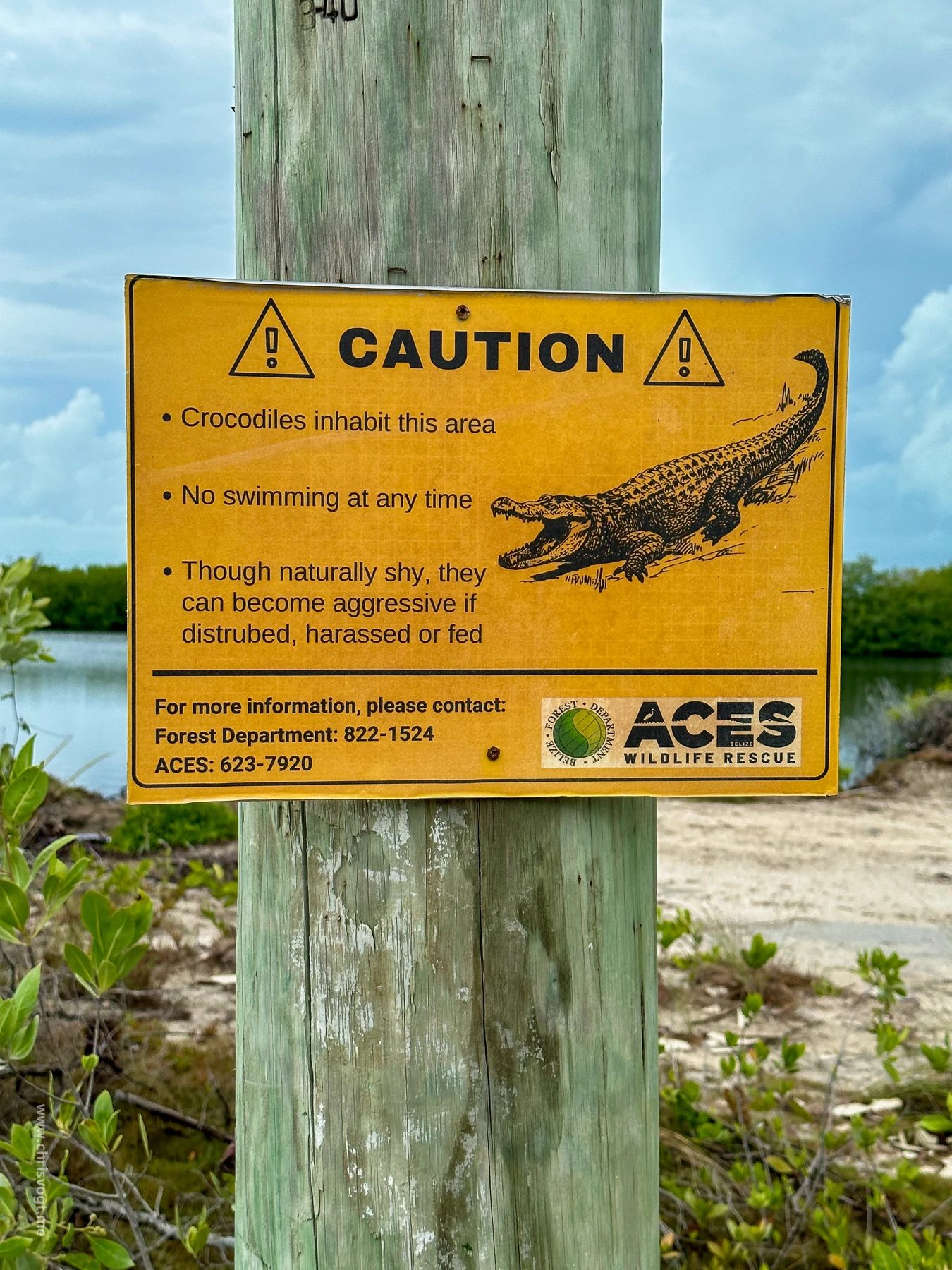 A crocodile warning sign near a lagoon in San Pedro, Belize