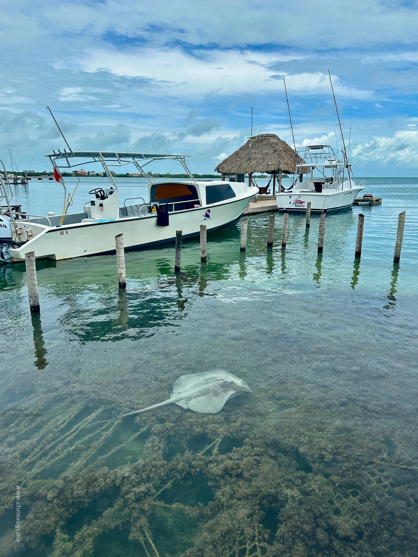 A stingray swimming near the dock at Caye Caulker, Belize.