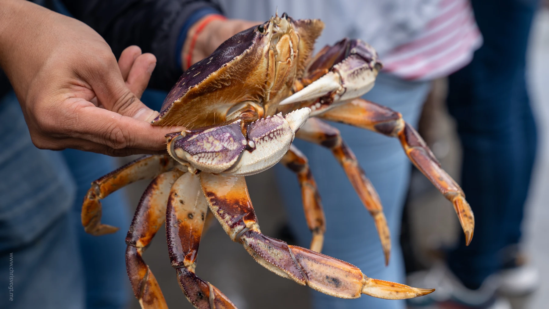 A close-up of the crab being showed off at the port in Sitka