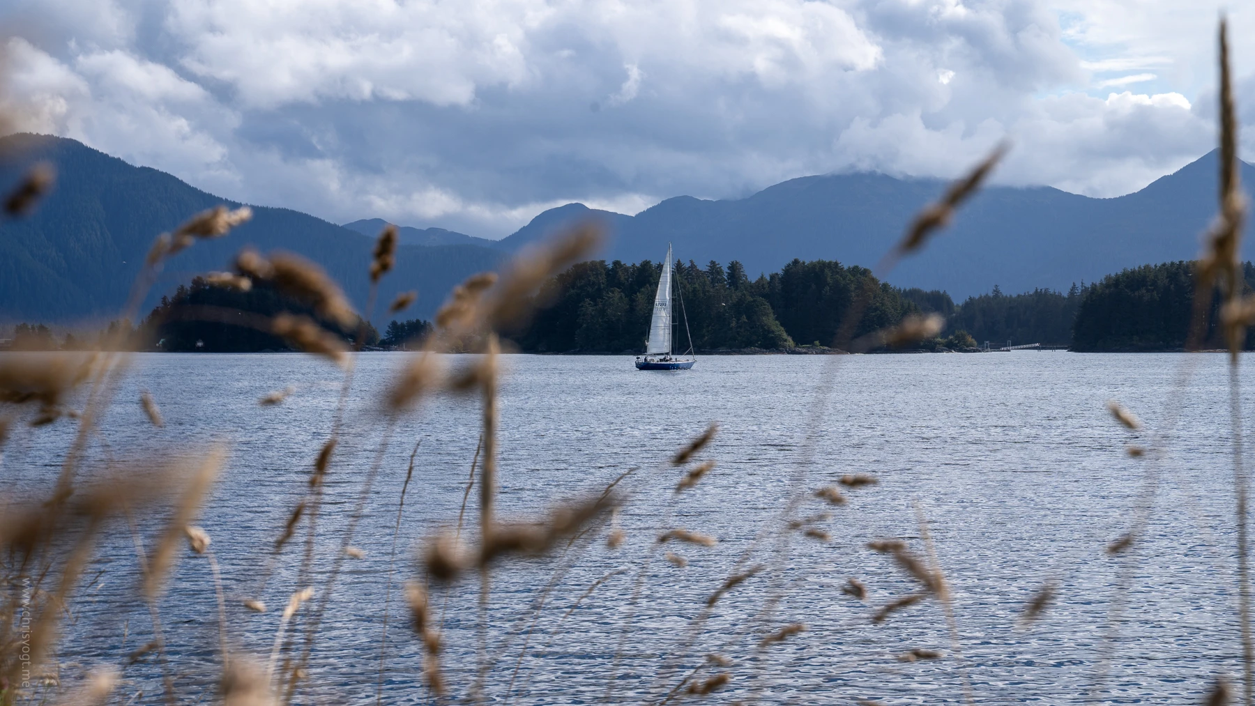 A sailboat in the eastern channel in Sitka with out of focus leaves in the foreground