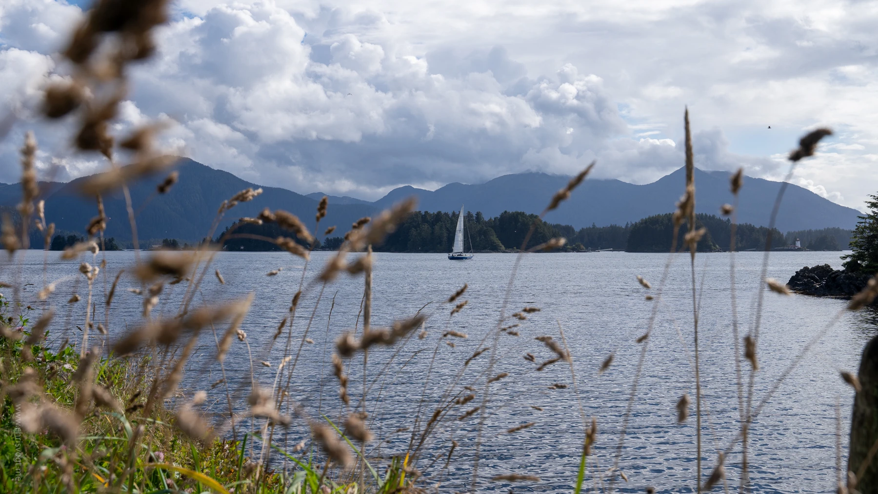 Looking through the leaves at a sailboat in the eastern channel in Sitka