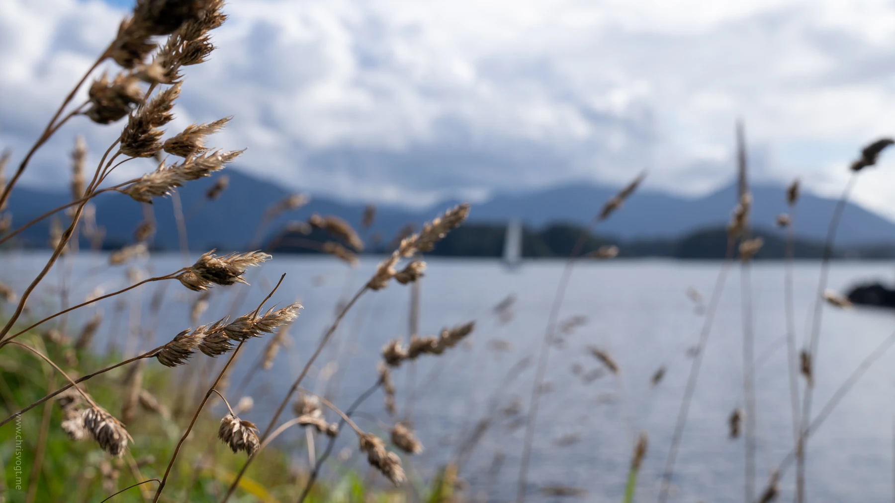The eastern channel in Sitka, focusing on the leaves with a boat in the background