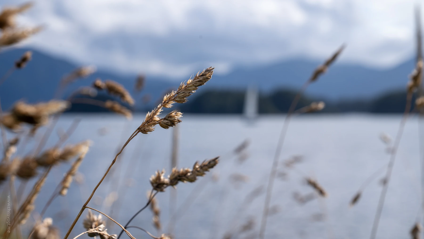 The eastern channel in Sitka, focusing on the leaves in the foreground