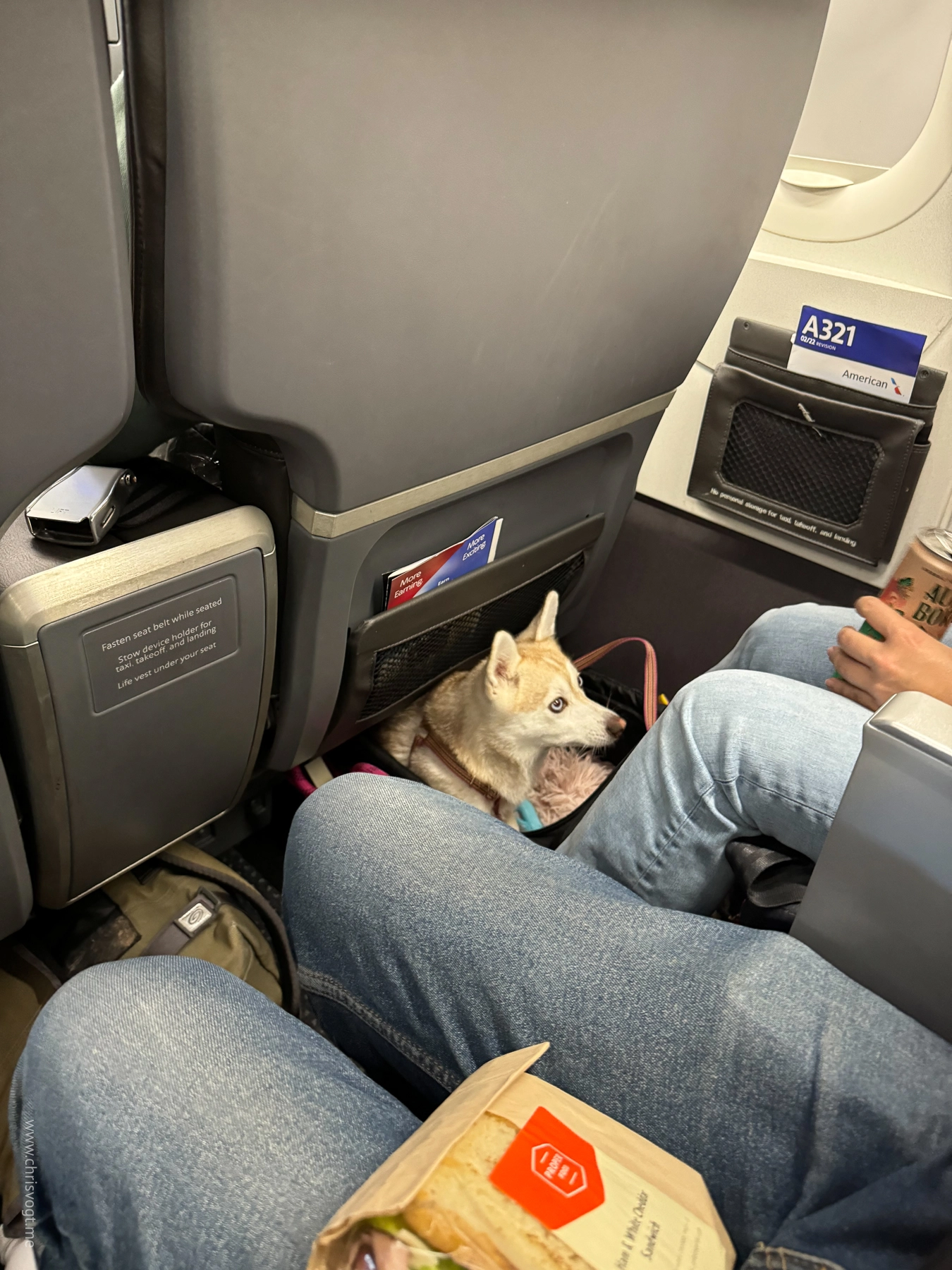 Cute dog sitting next to me on the plane.