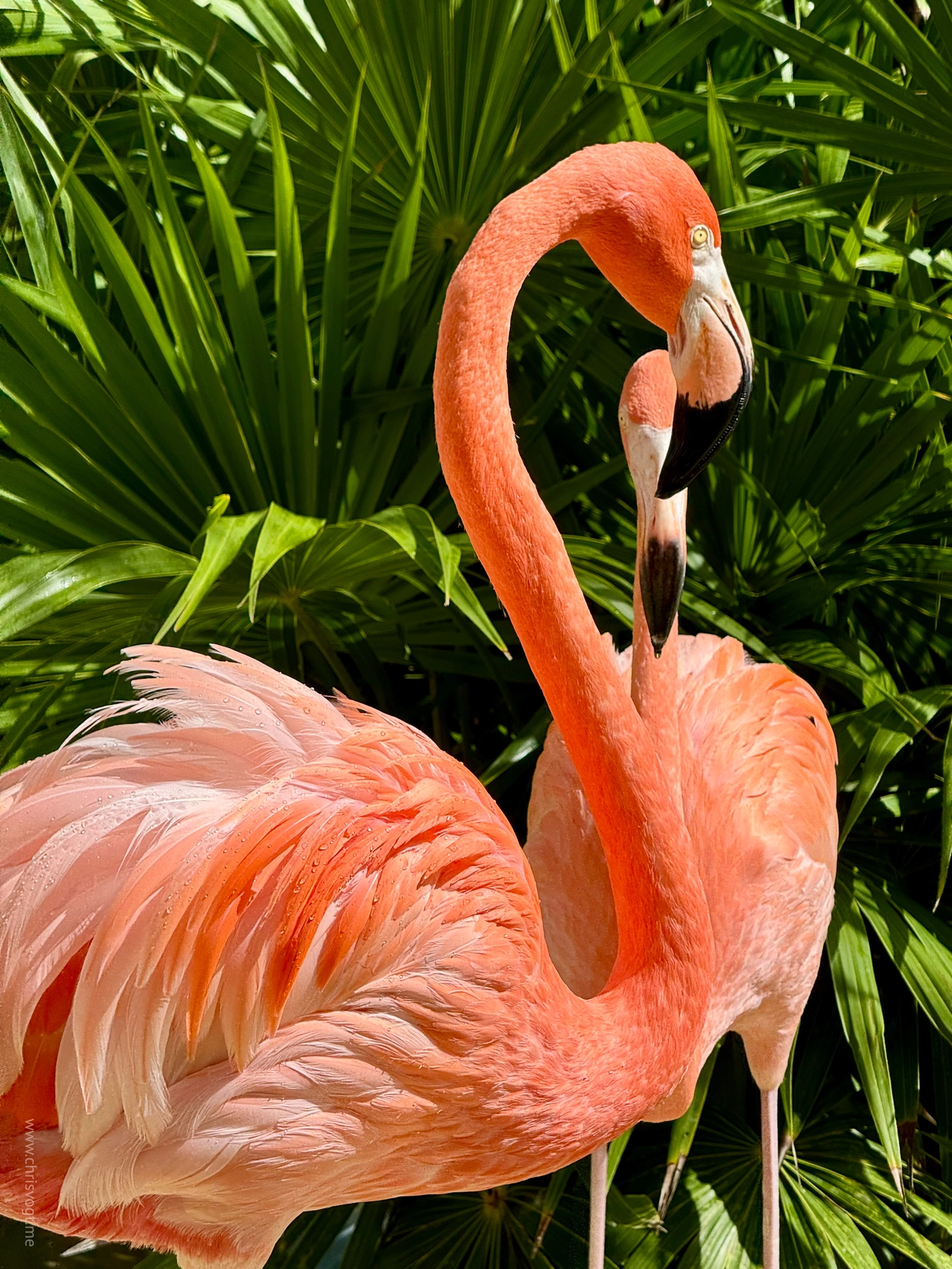Flamingos in Costa Maya, Mexico.