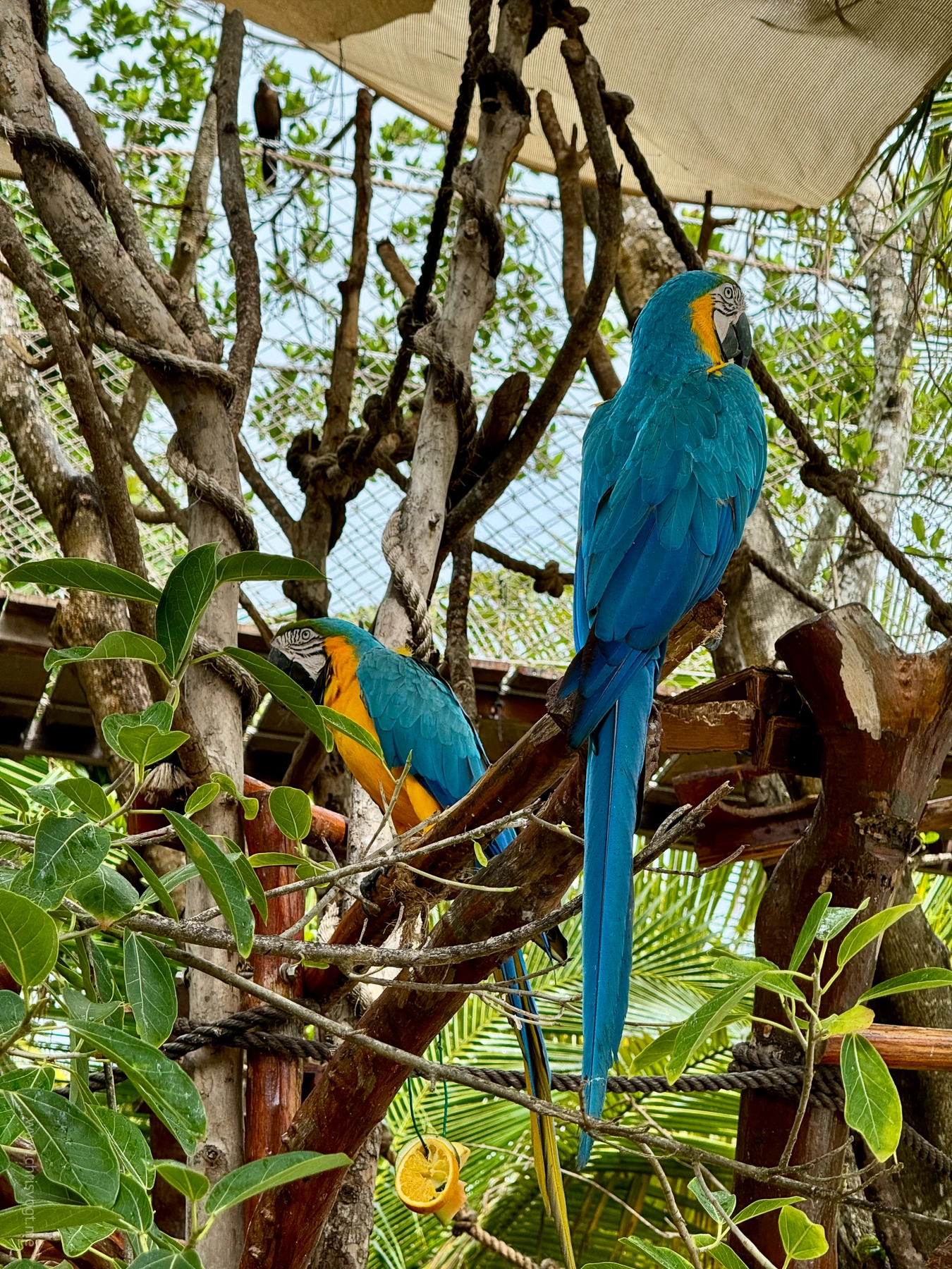 A blue-and-yellow macaw in Costa Maya, Mexico.