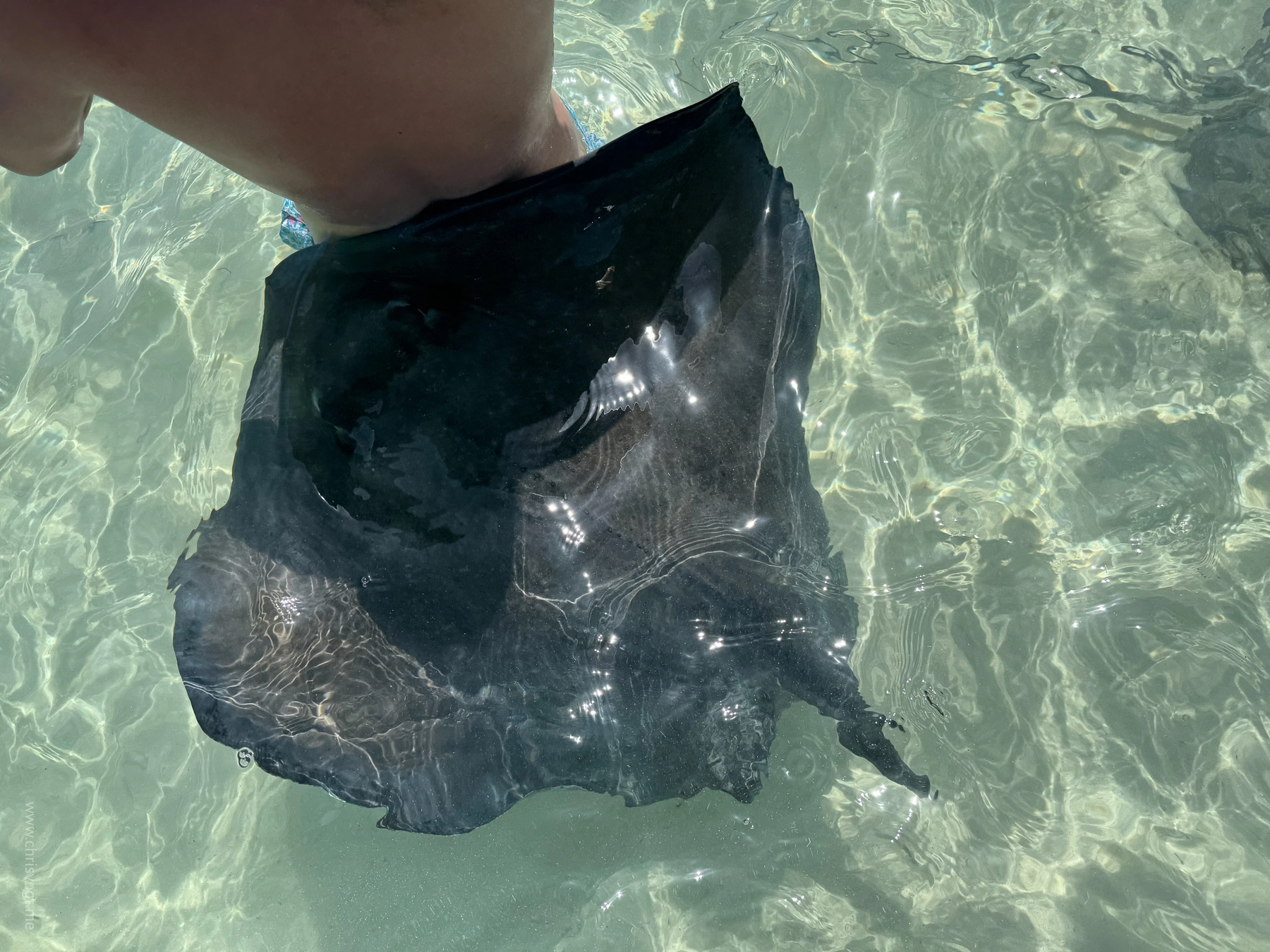 The stingrays swim up and brush their wings against you.