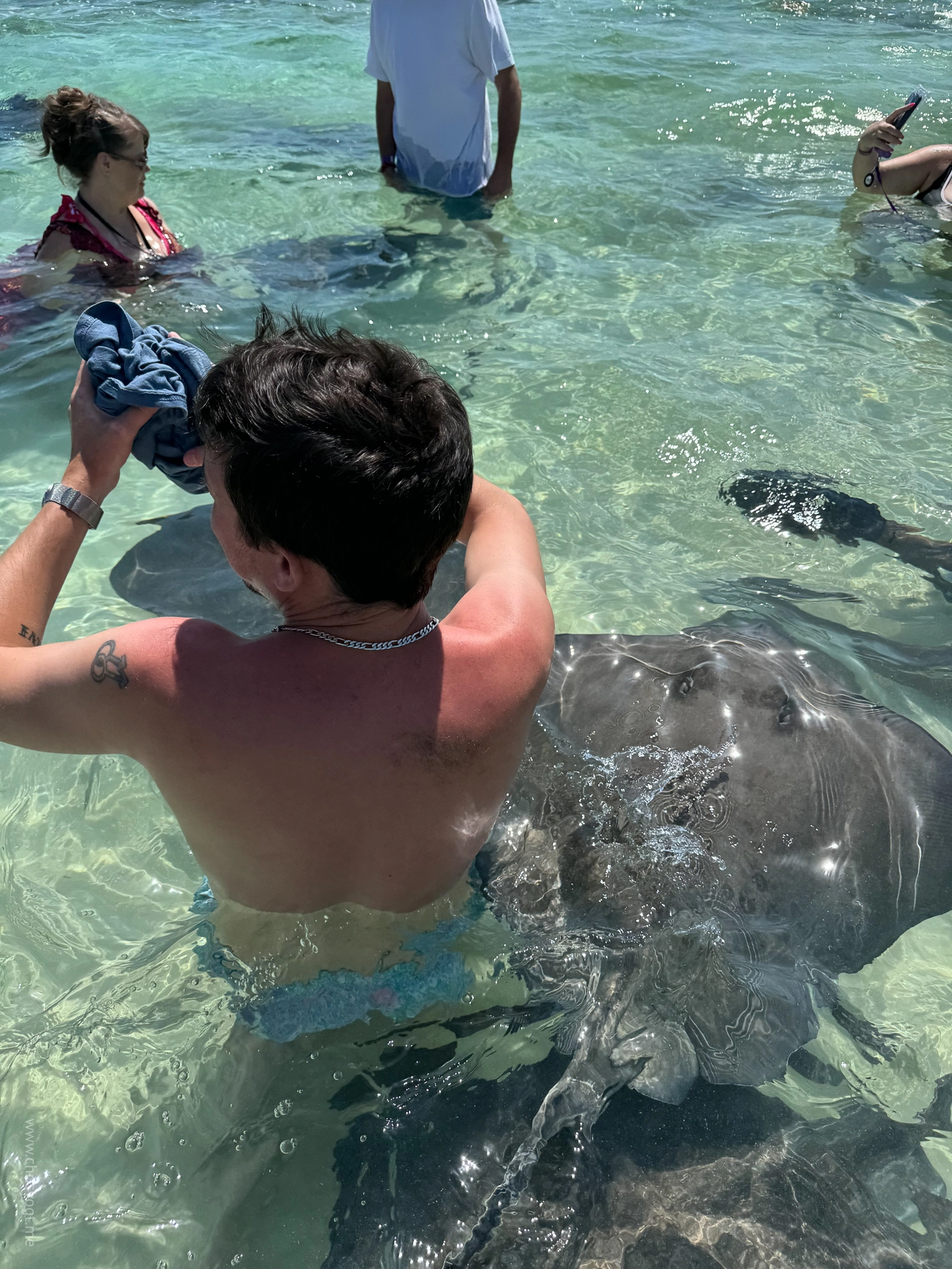 Nick brushes against a stingray in Bimini, Bahamas.