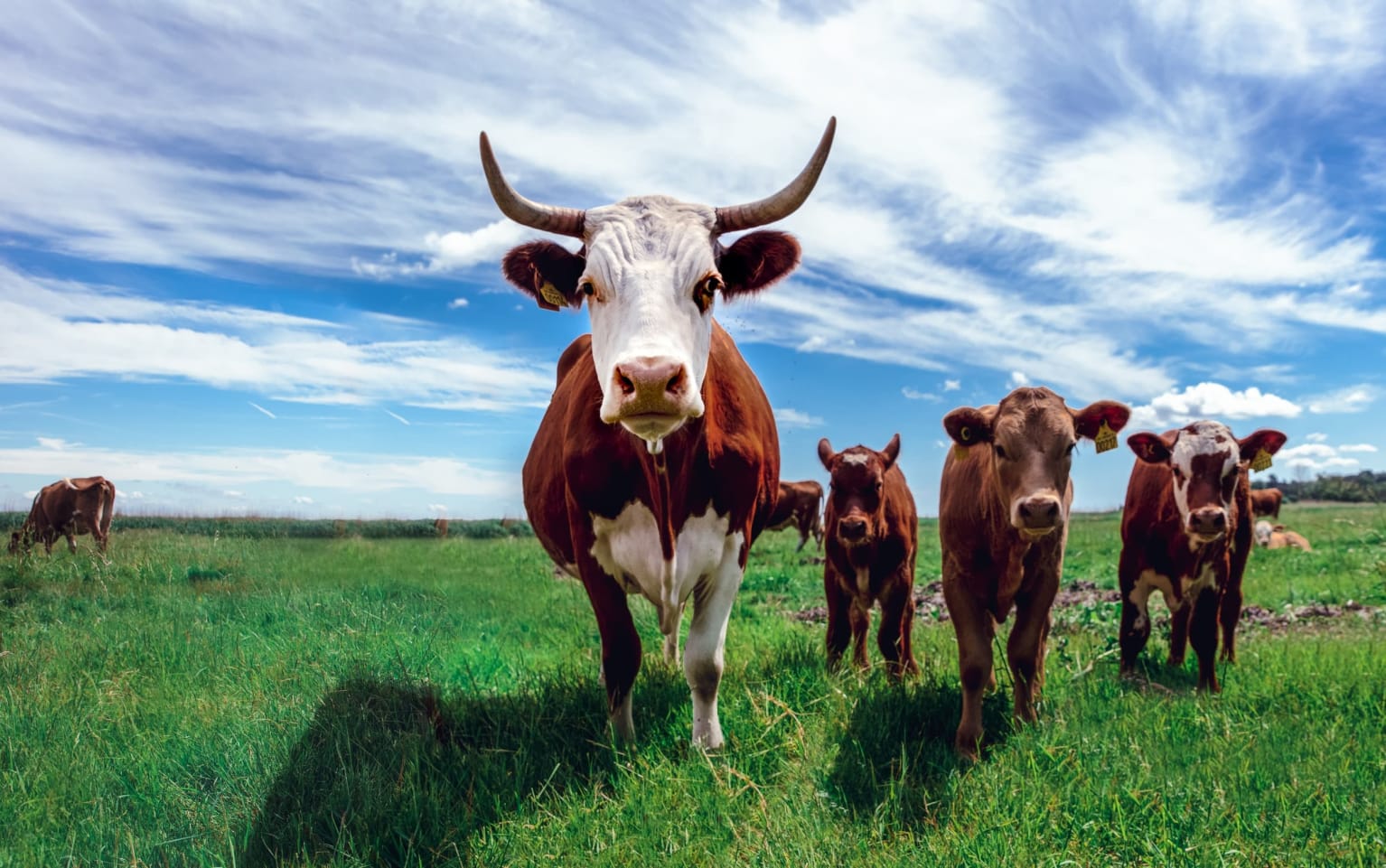 Las vacas emiten más metano que la industria petrolera y son un factor importante en el calentamiento global
