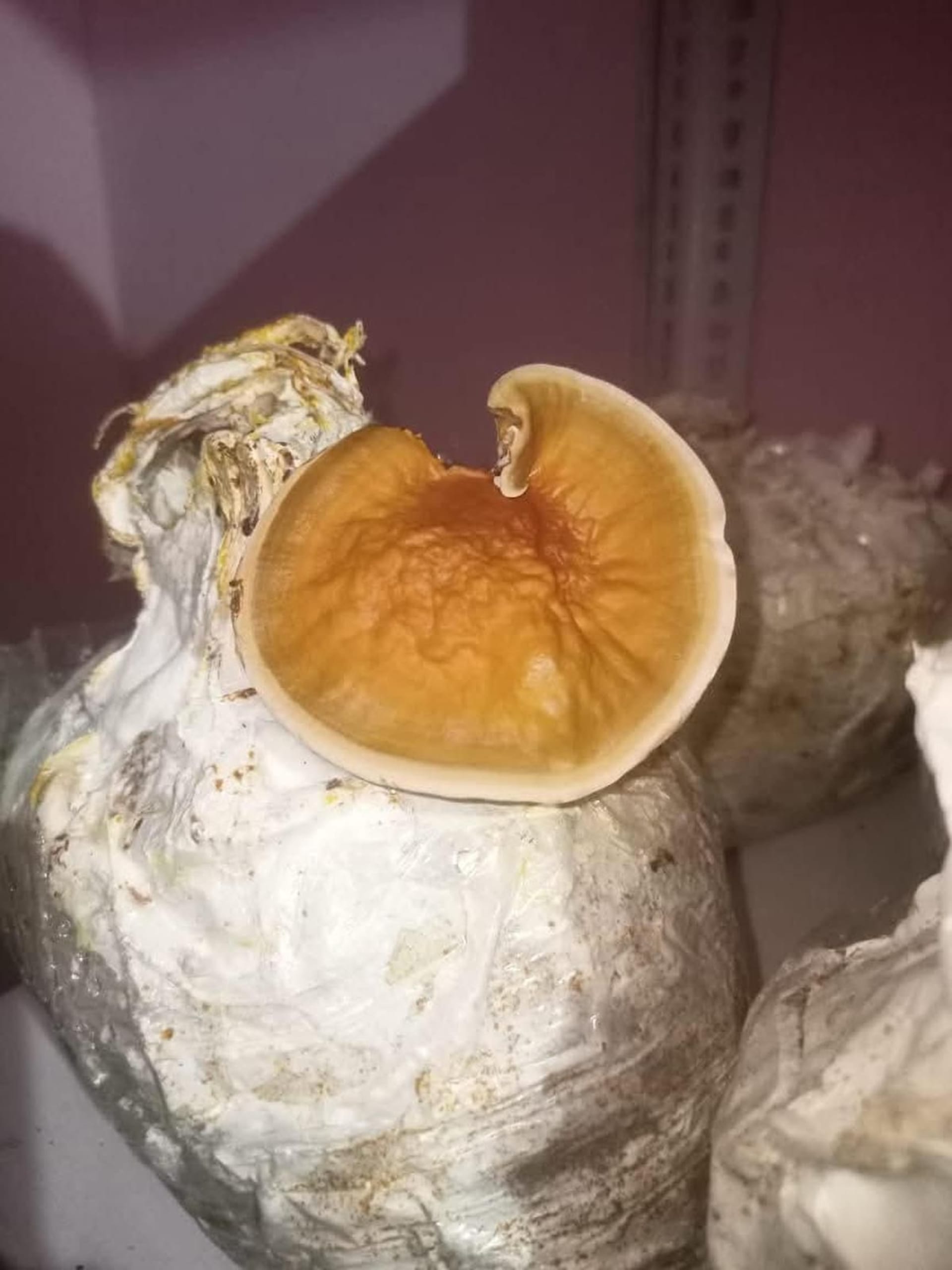 असम के वैज्ञानिकों ने खोजा बायोडीजल बनाने का नया फॉर्मूला