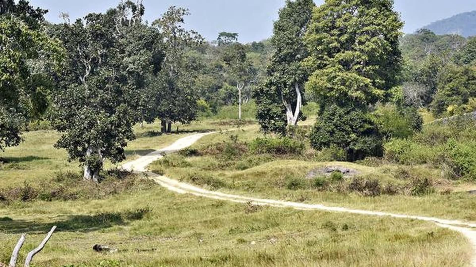 भारत को आक्रामक प्रजातियों से कहीं ज़्यादा नुकसान: नई रिसर्च