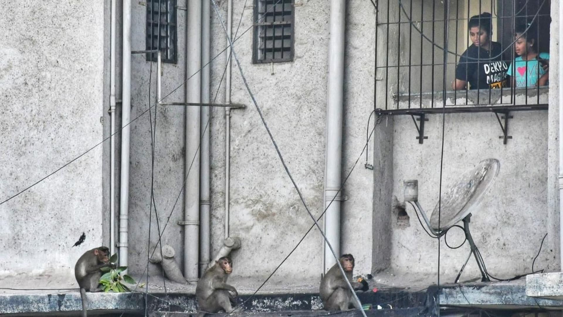 महाराष्ट्र: अब परेशान करने वाले बंदरों को आबादी से 10 किमी दूर छोड़ना होगा